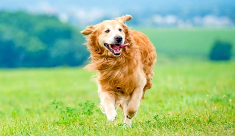 台灣黃金獵犬領養
