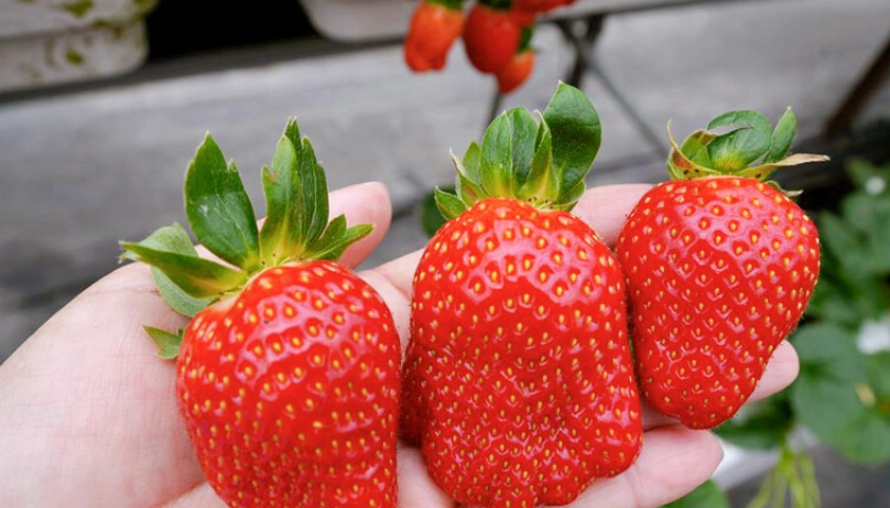 內湖草莓季時間