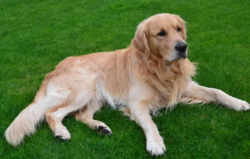 領養黃金獵犬注意事項