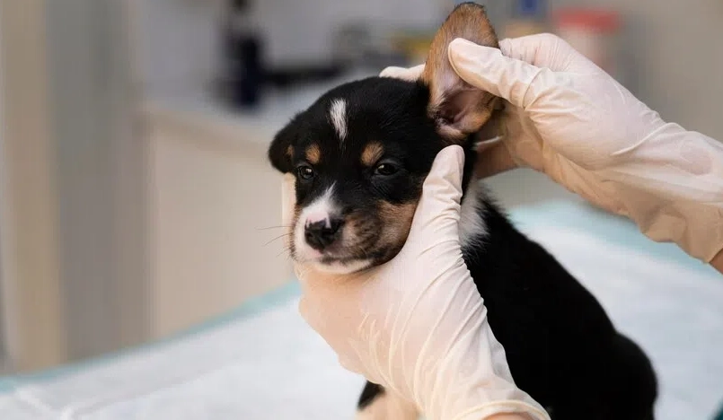 寵物皮膚病預防