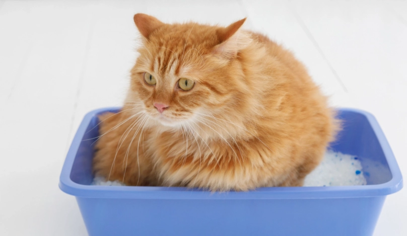 貓下泌尿道疾病