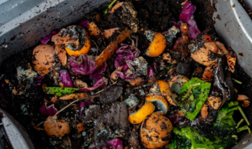 九層塔天然肥料