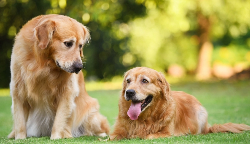 狗狗發燒怎麼辦