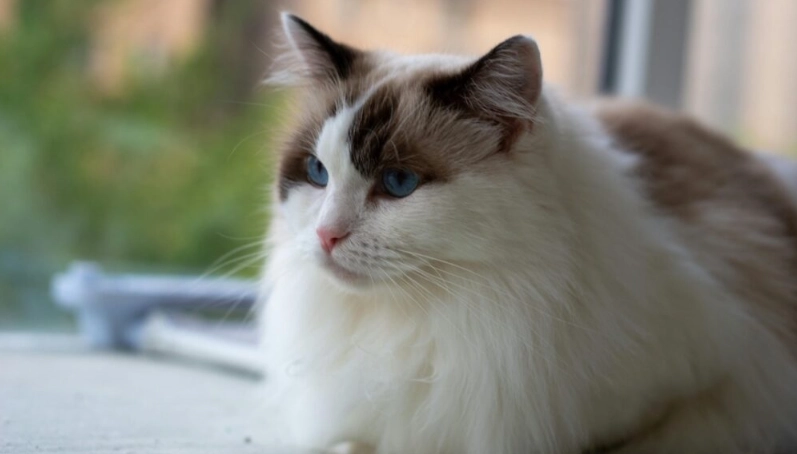 布偶貓疾病預防