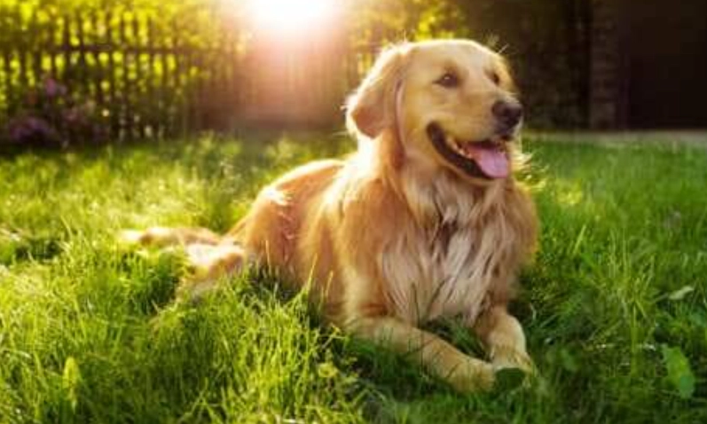 領養黃金獵犬注意事項
