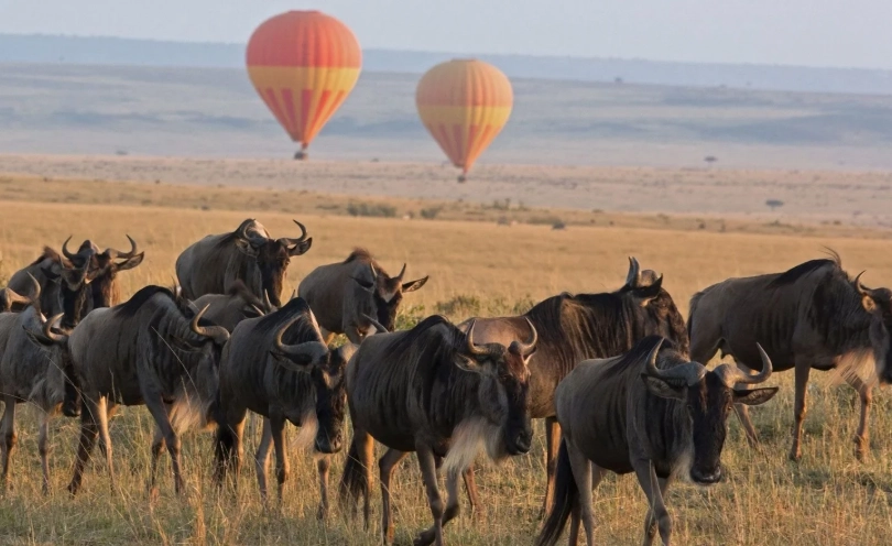 非洲動物大遷徙旅行團推薦