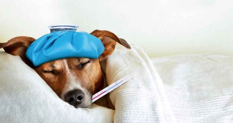 狗狗感冒怎麼辦