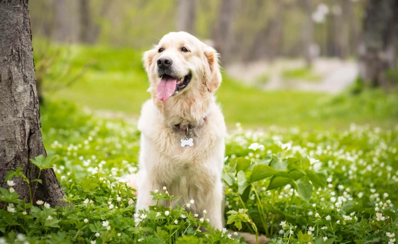 英系黃金獵犬特徵