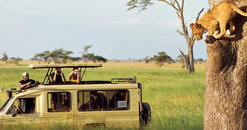 肯亞動物大遷徙旅行團