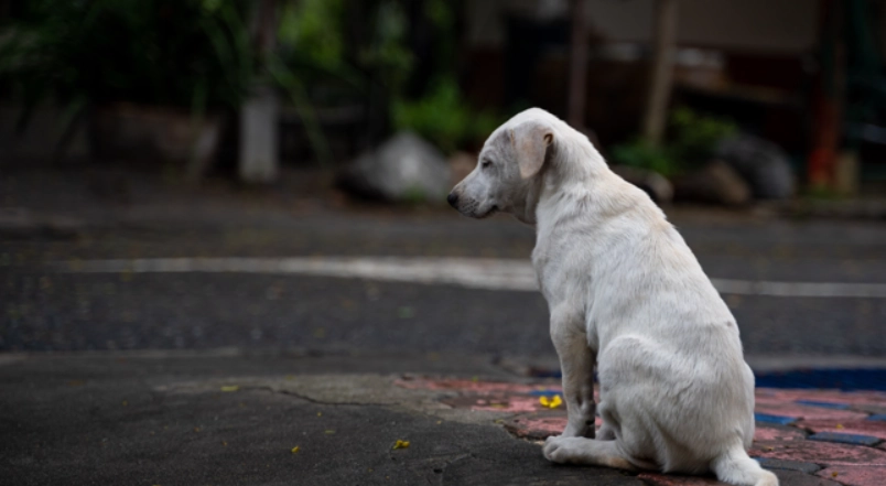 狗狗失蹤會自己回來嗎