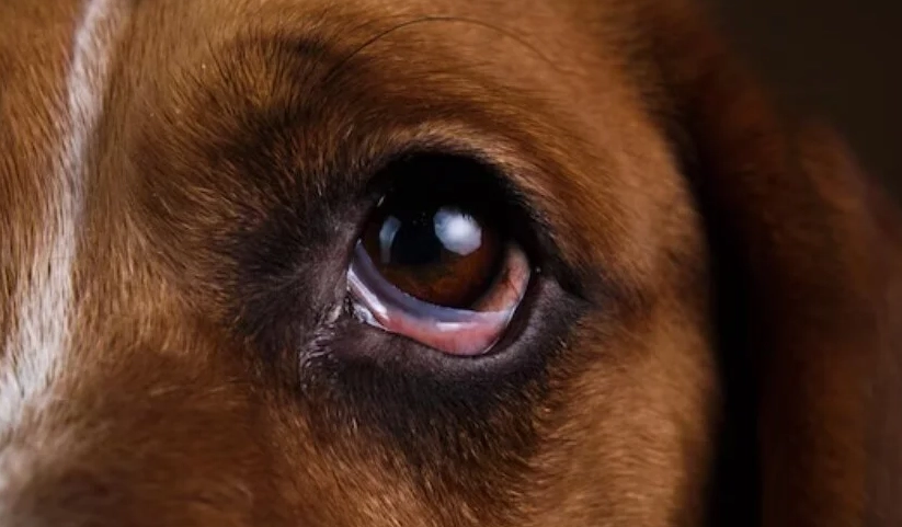狗眼睛發紅原因