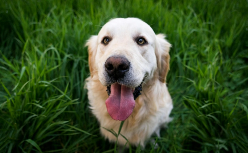 英系黃金獵犬特徵