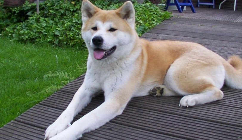 台灣 柴犬 犬舍