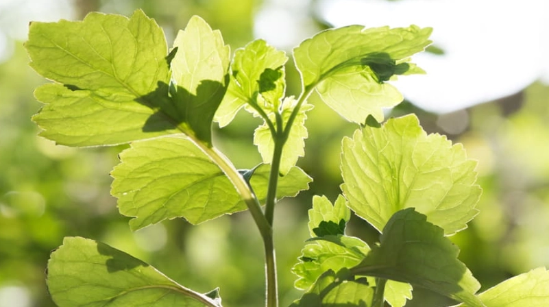 廣藿香精油使用