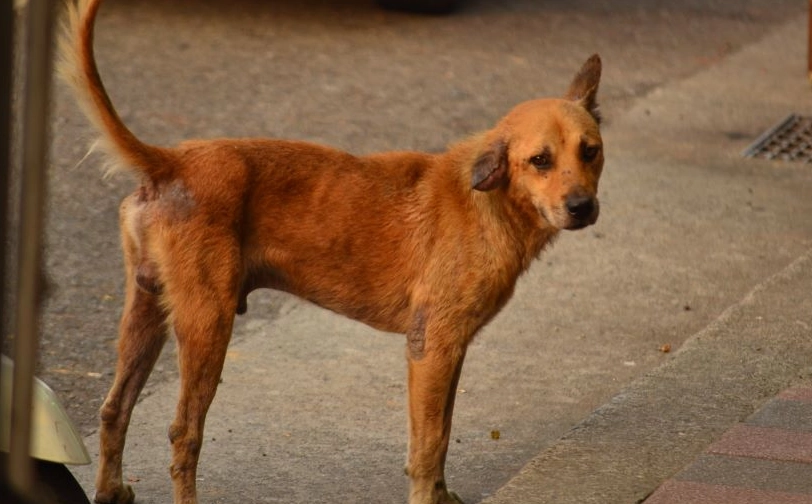 狗狗會自己回來嗎