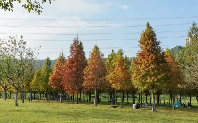 六甲落羽松附近餐廳