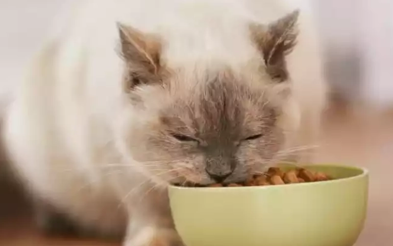 成貓一餐吃多少