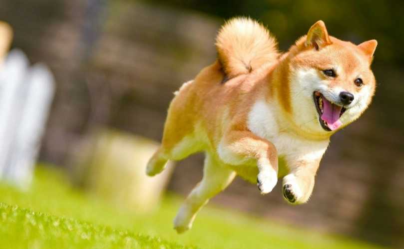 秋田犬 柴犬 区别