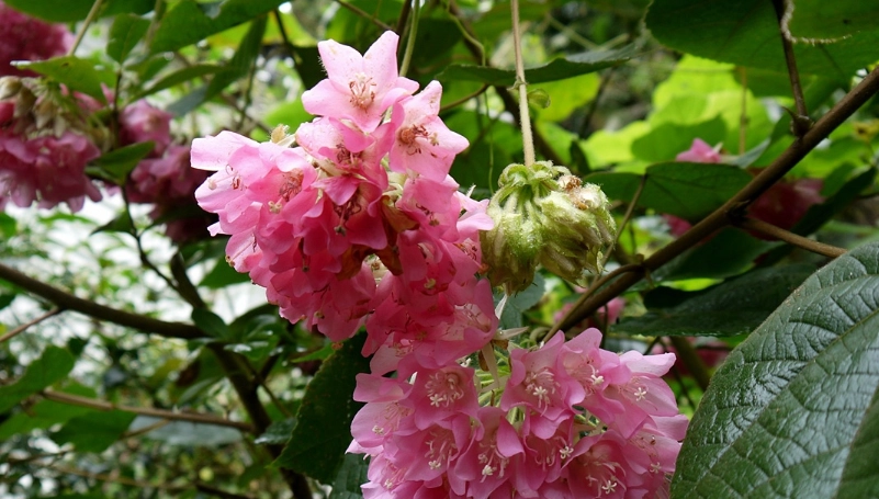 芙蓉不開花原因