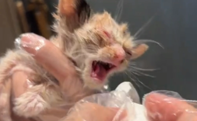 奶貓眼睛睜不開