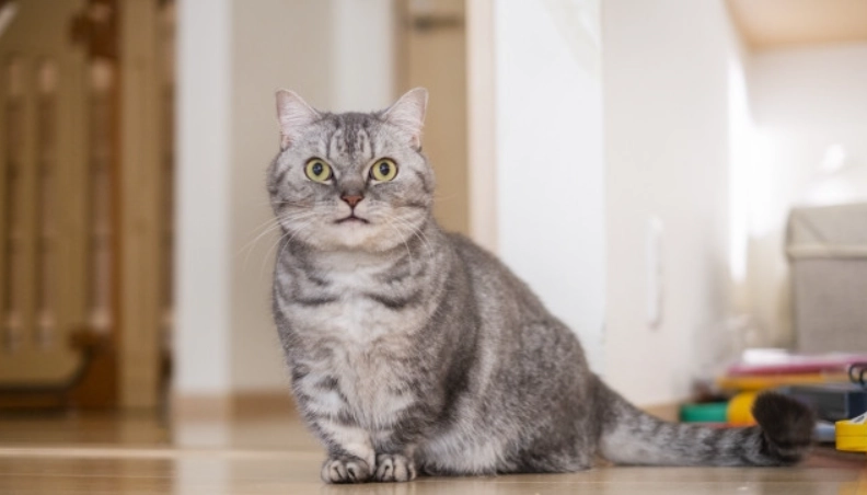 曼赤肯貓飼養前必讀：短腿貓的5大缺點與日常照護全攻略