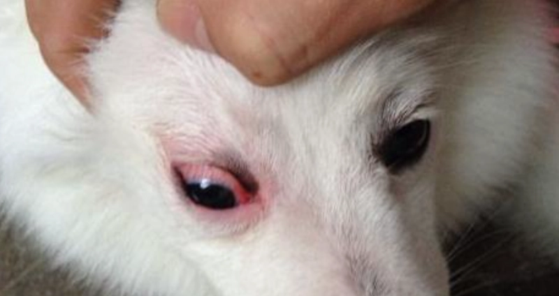 狗眼睛發紅原因