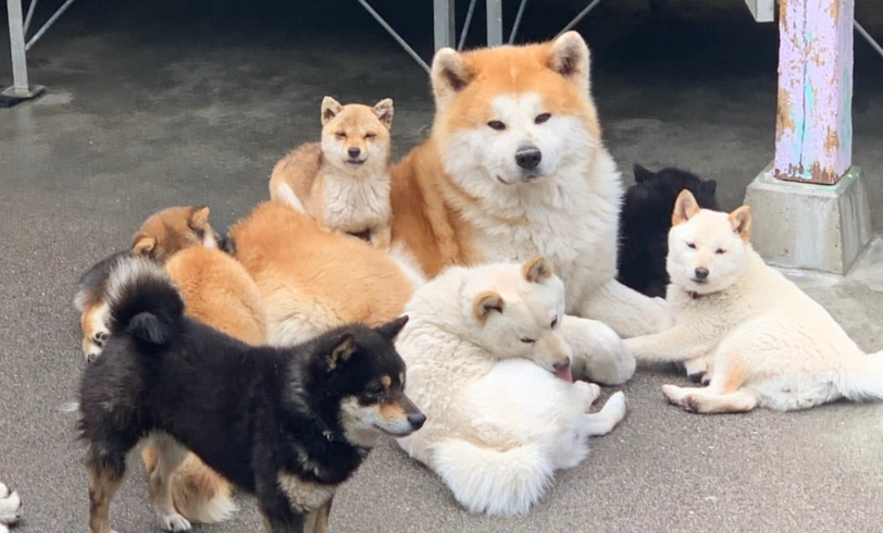 秋田犬 柴犬 区别