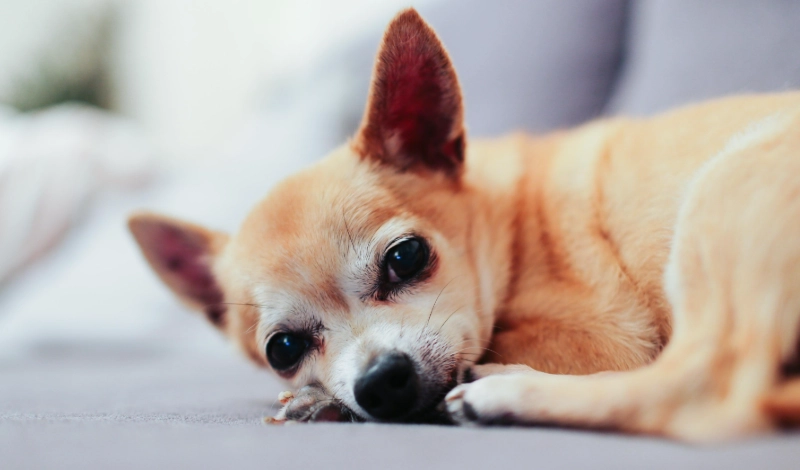 狗狗感冒怎麼辦
