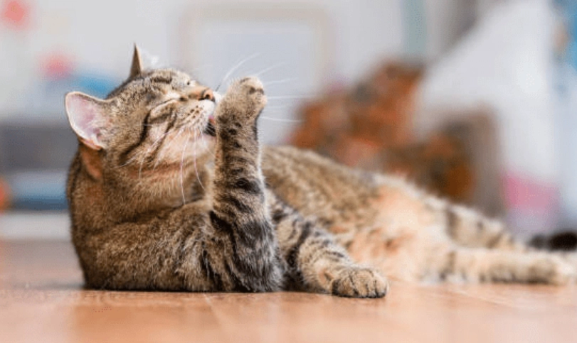 貓咪毛球症症狀全解析：從輕微到嚴重，一篇搞懂貓主子求救訊號