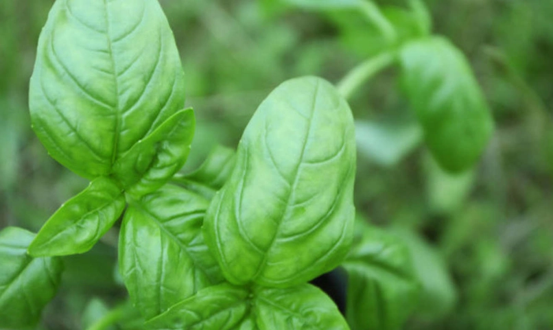 九層塔生長週期