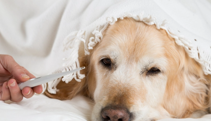 狗狗感冒會自己好嗎