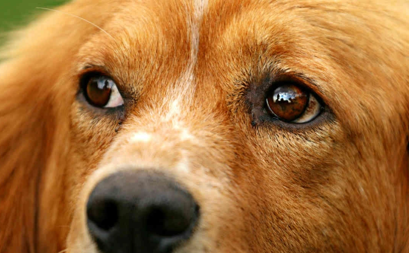 狗眼睛受傷處理