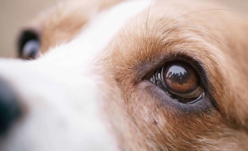 狗狗眼角受傷