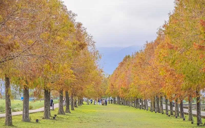 六甲落羽松附近美食