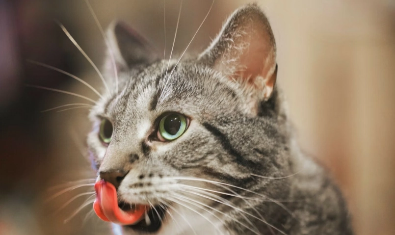 貓咪吐完整飼料