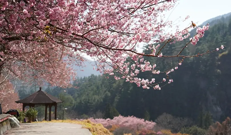 武陵農場旅遊攻略