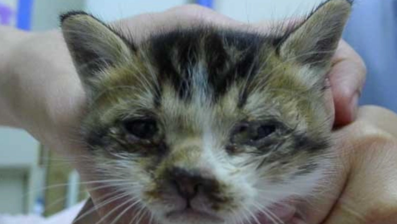 新生小貓眼睛護理