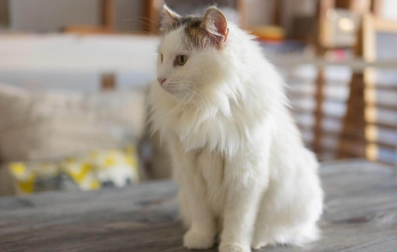 布偶貓壽命全解析：從基因到護理，延長愛貓陪伴時間的實用指南