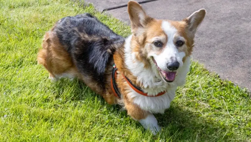 柯基領養全攻略：從評估、流程到照顧，給新手主人的完整指南