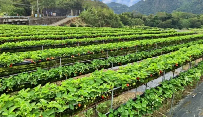 大湖客家菜 大湖客家菜