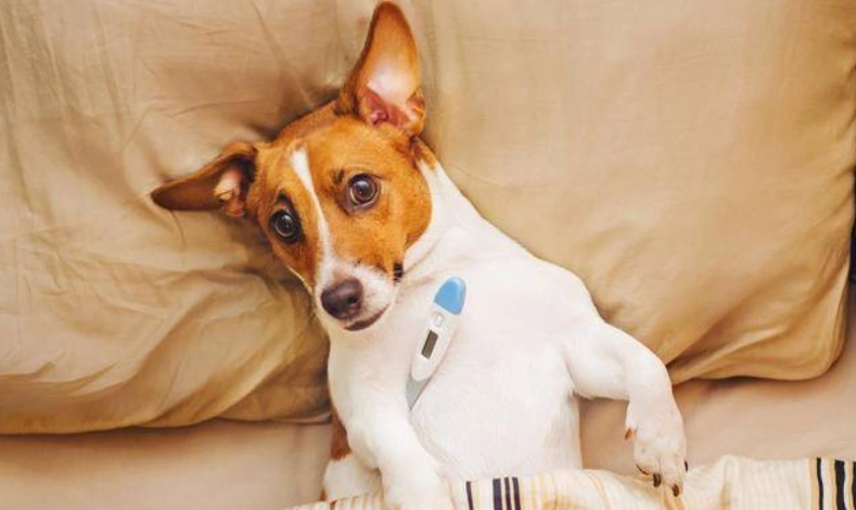 寵物發燒居家護理