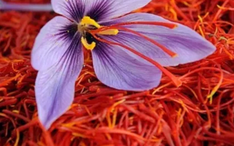 藏红花使用方法 藏红花使用方法