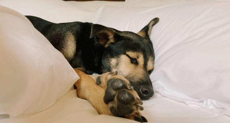 胰臟炎狗狗睡覺