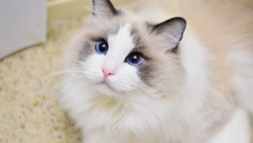 布偶貓性格大解析：揭開黏人貓皇的溫和秘密