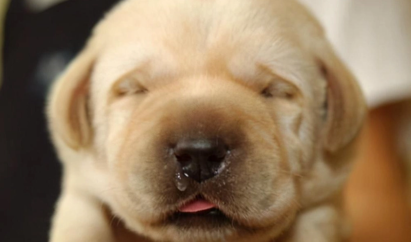 狗狗流鼻水 狗狗流鼻水