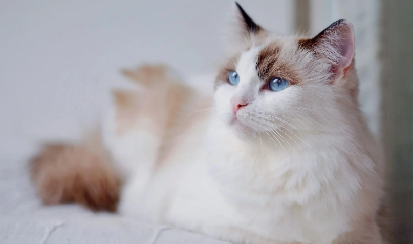 布偶貓 身長 布偶貓 身長