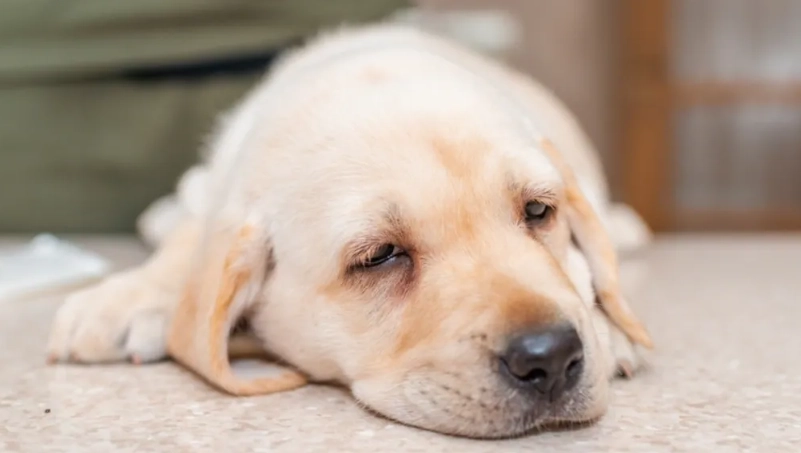 狗 感染 腸病毒 狗 感染 腸病毒