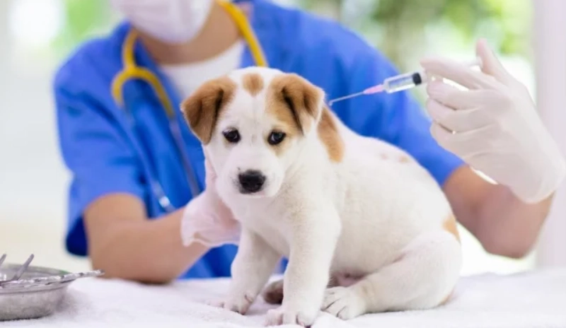 狗預防針多久打一次 狗預防針多久打一次