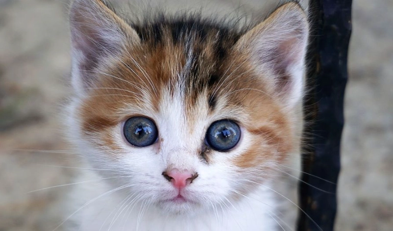 猫结膜炎 猫结膜炎