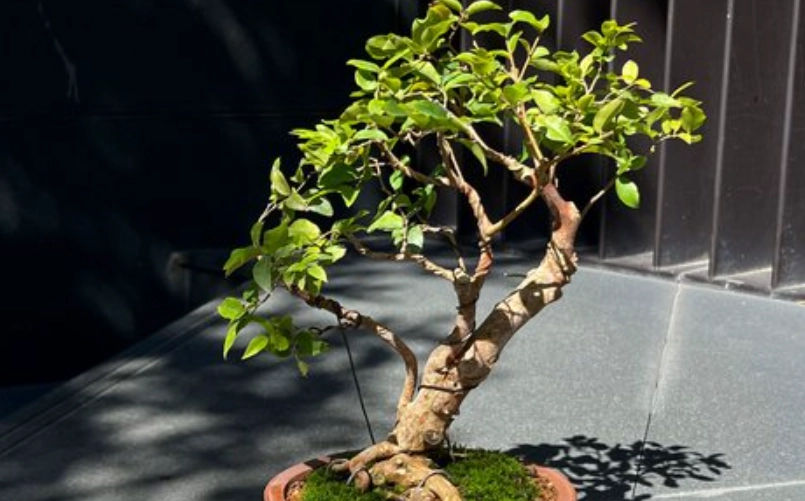 樹葡萄盆栽 樹葡萄盆栽